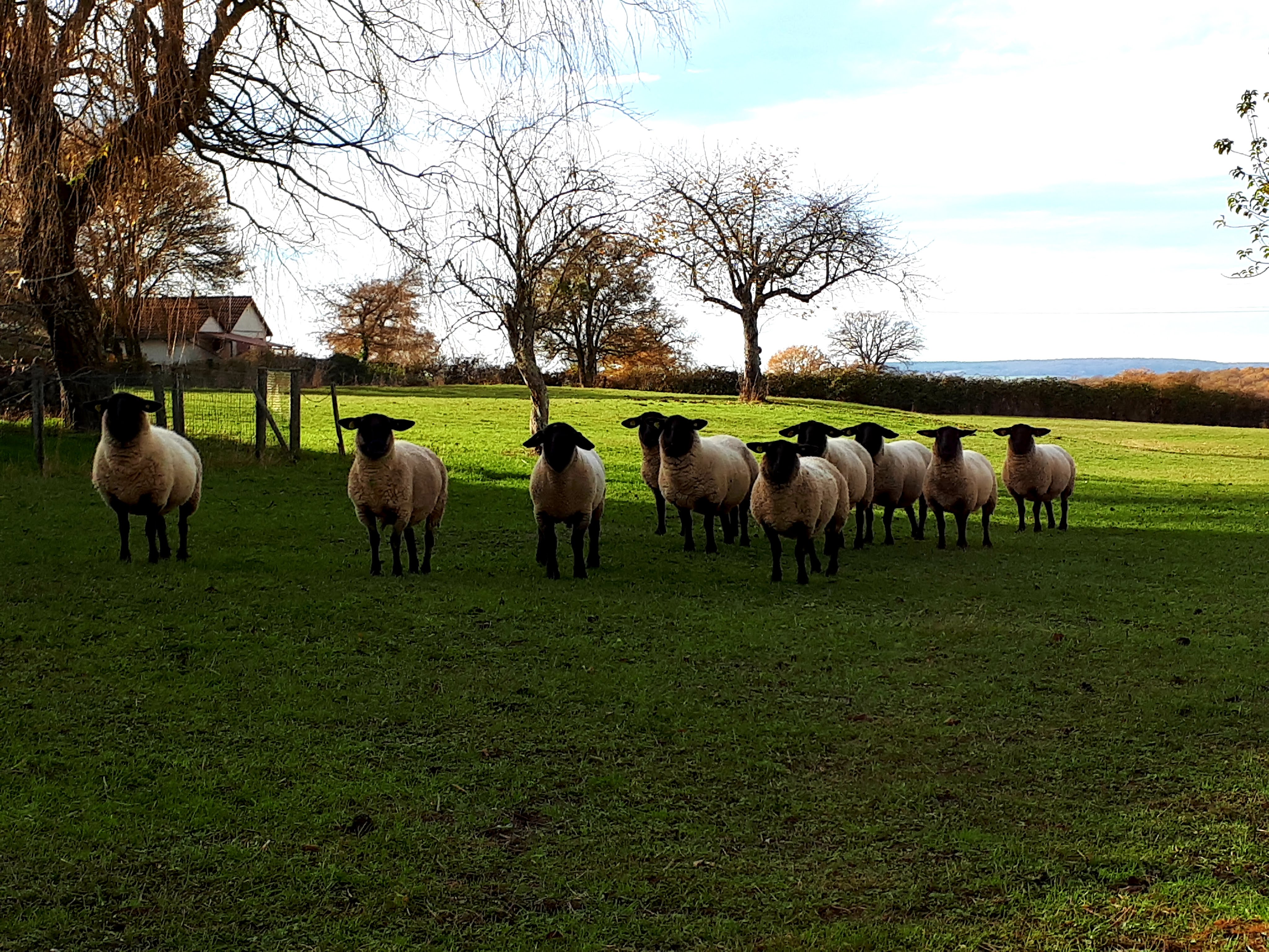 Suffolk schapen