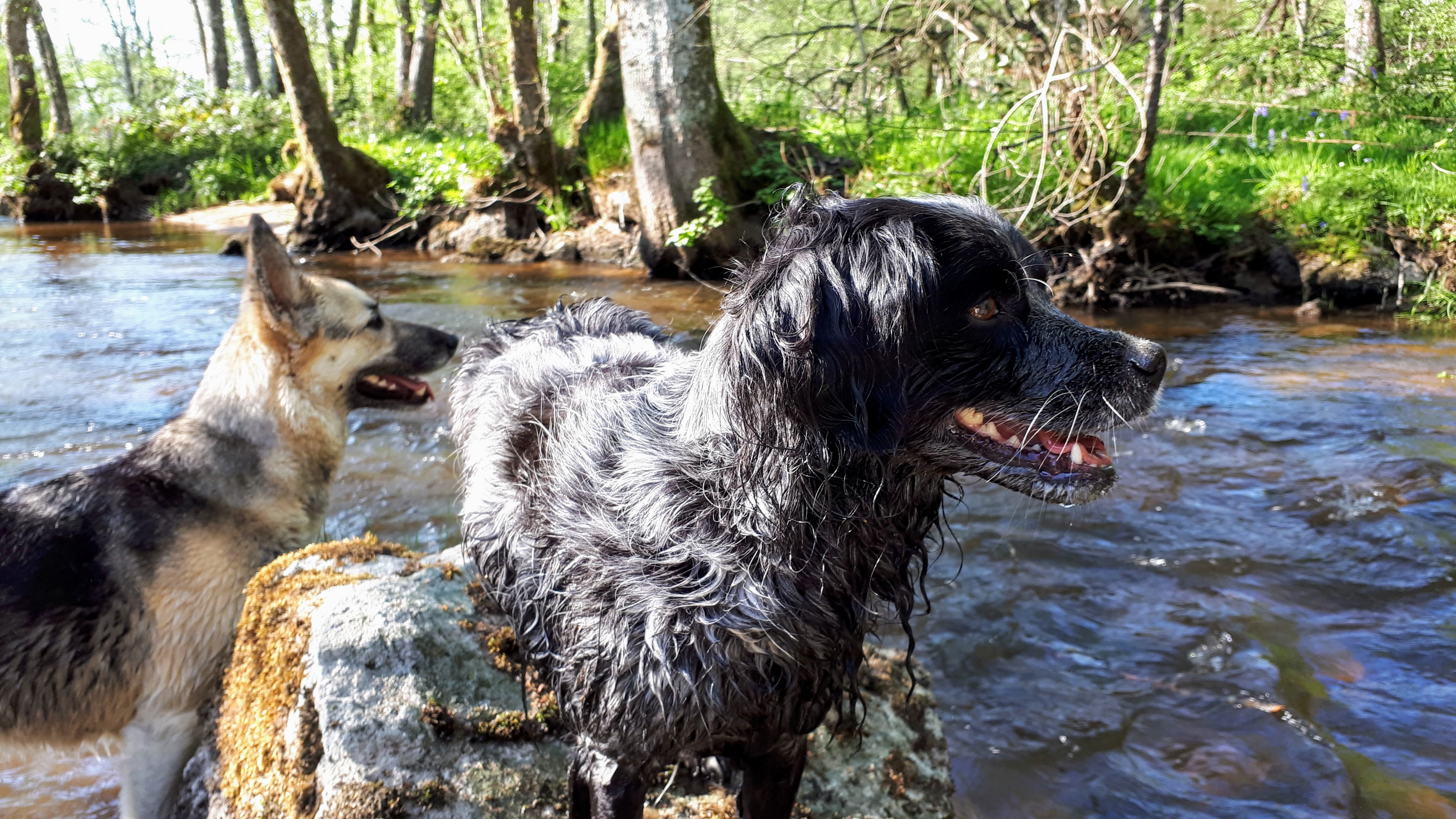 Waterpret bij de Chalaux