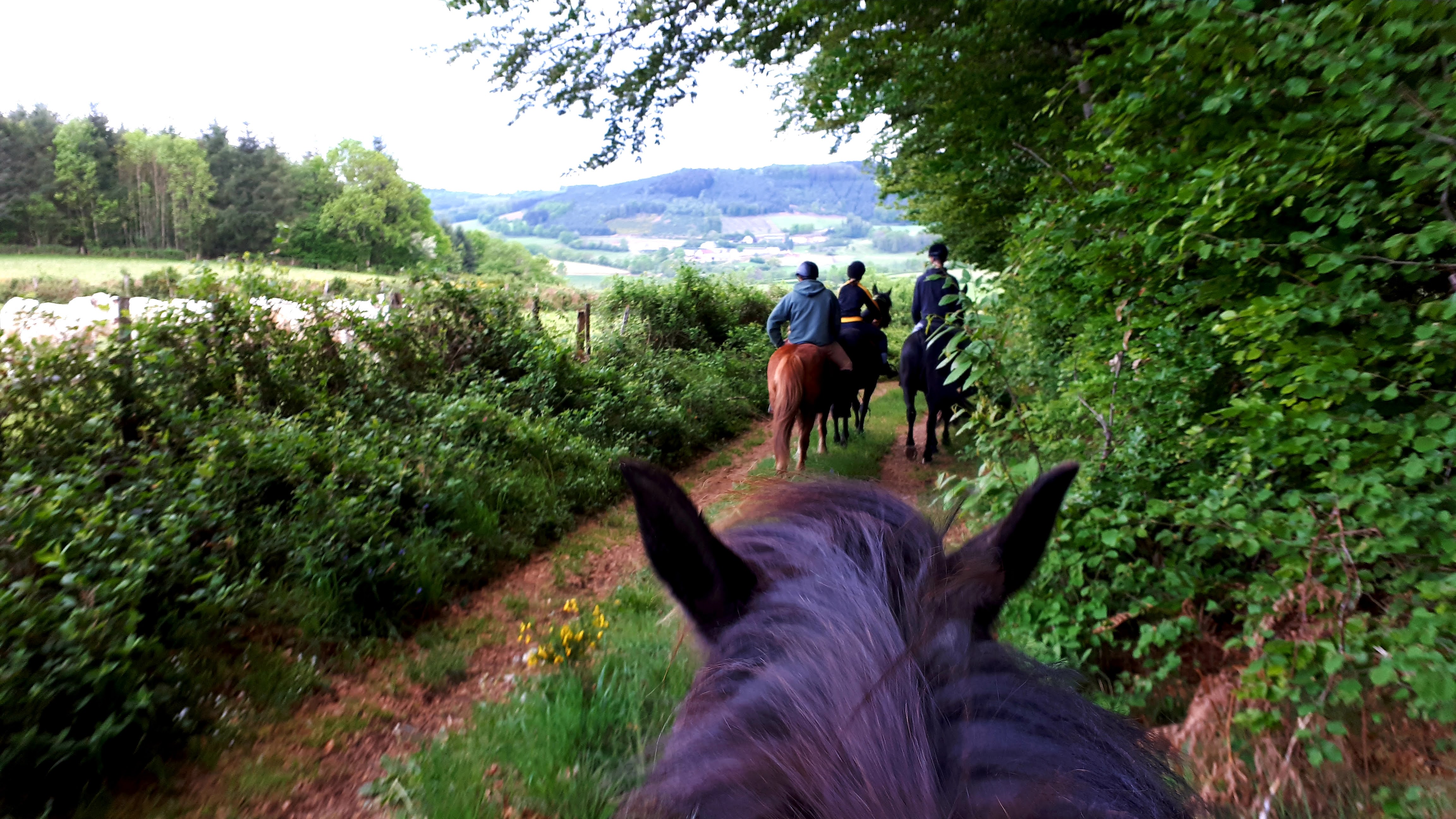 Mooie ritten te paard in de omgeving