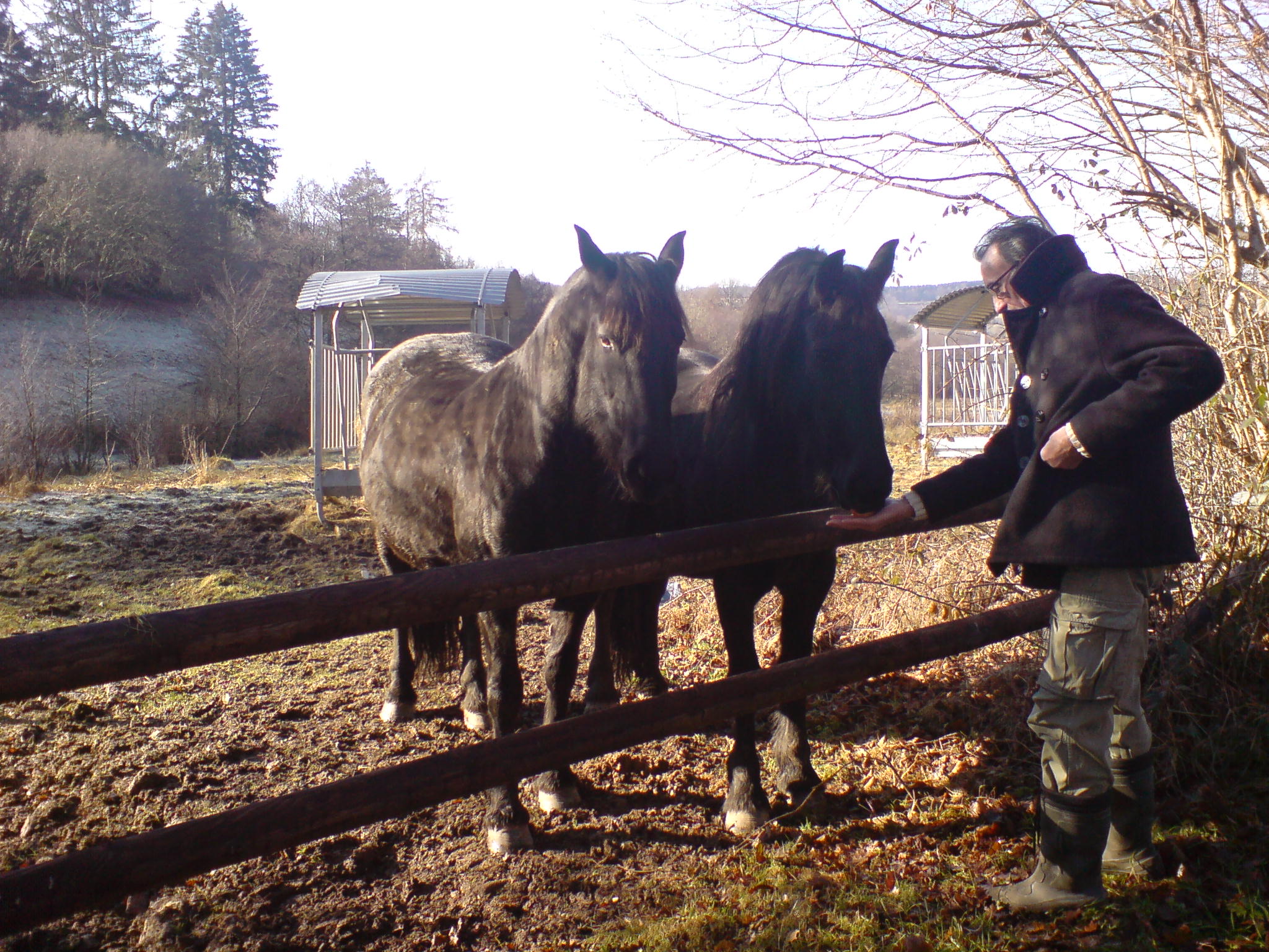 de buurpaarden