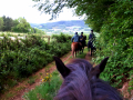 Mooie ritten te paard in de omgeving