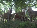 Haflingers tijdens wandeling GR13 (omgeving Brassy)