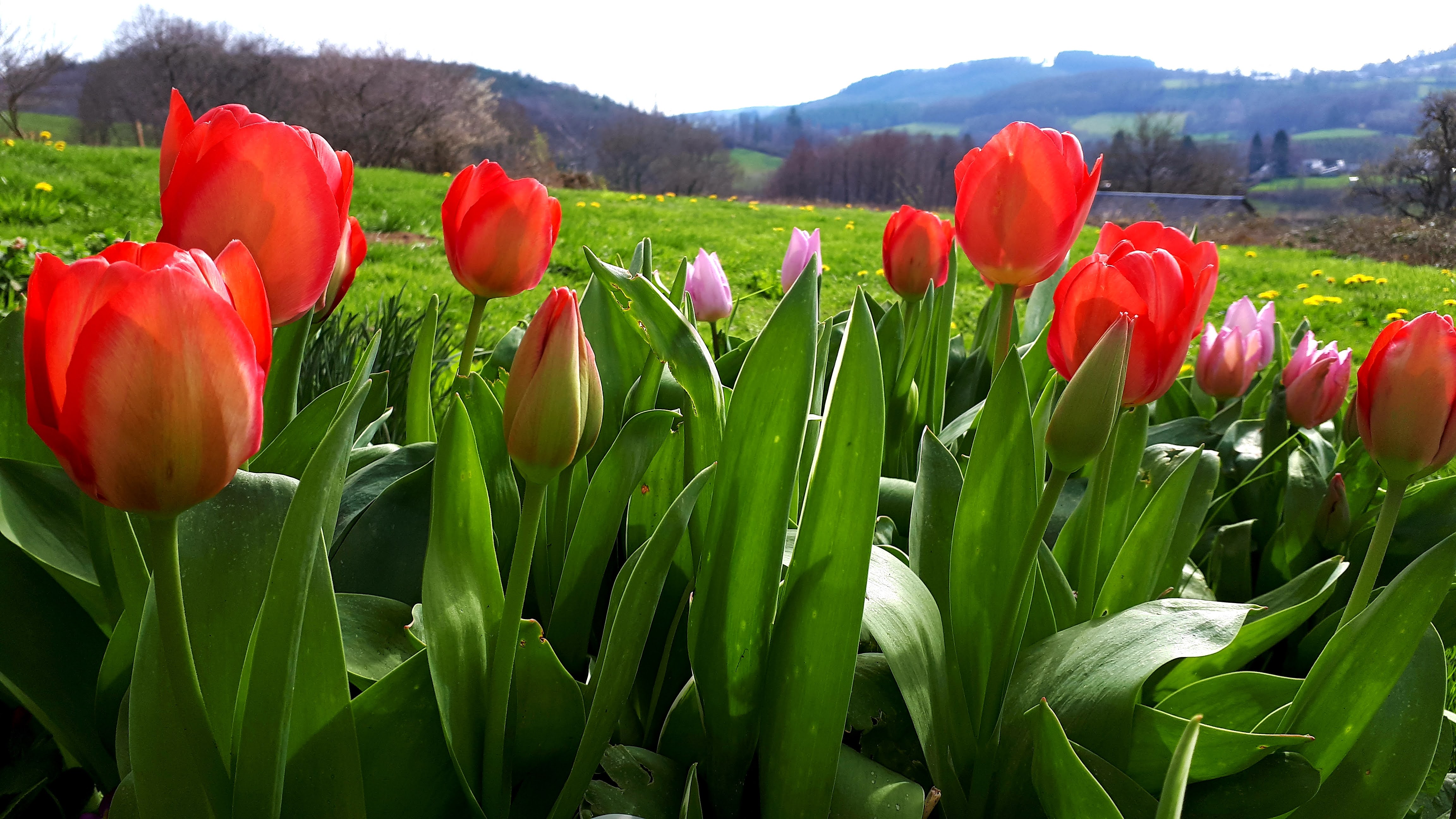 Tulpen onder de walnotenboom