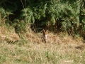 de renard achter onze grange