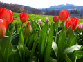 Tulpen onder de walnotenboom