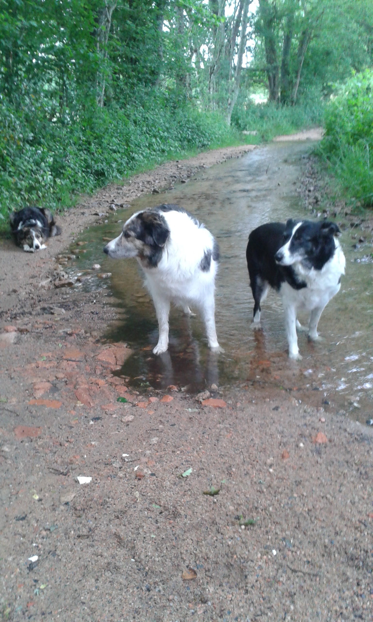 Border-collies-op-bezoek-bij-La-Maison-juni-2015