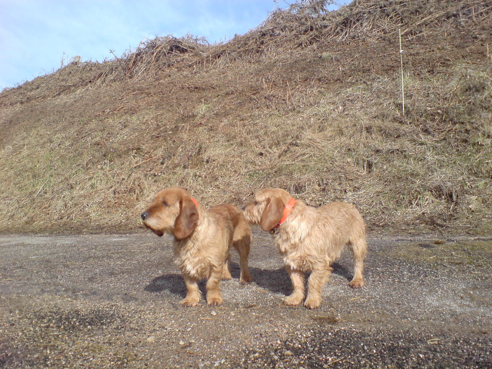 Fauves de Bretagne op bezoek