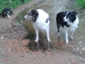 Border-collies-op-bezoek-bij-La-Maison-juni-2015